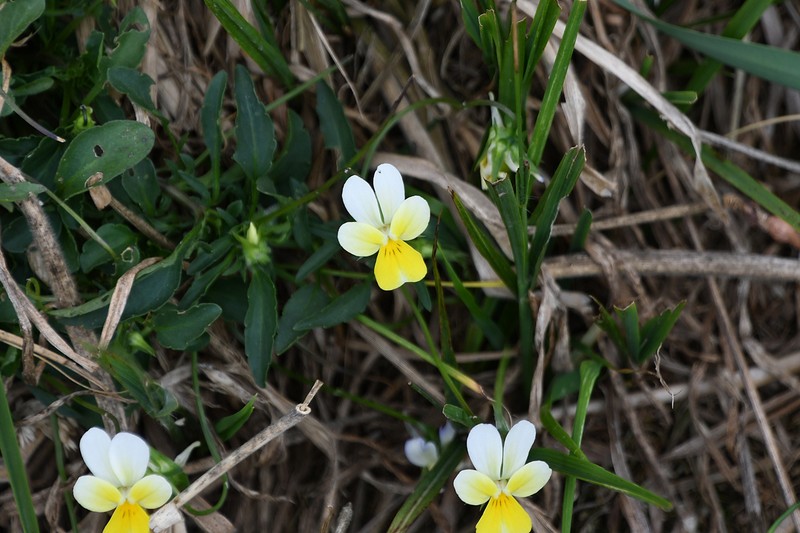 Viola rhodopeia photo 3