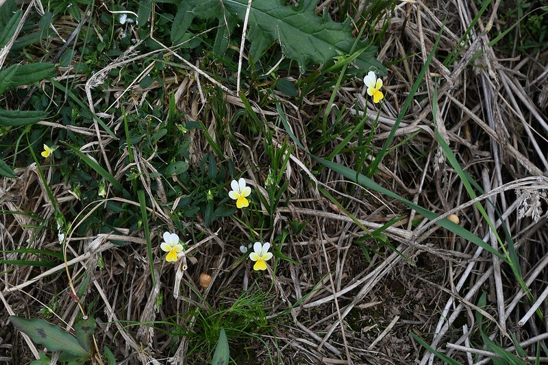 Viola rhodopeia photo 4