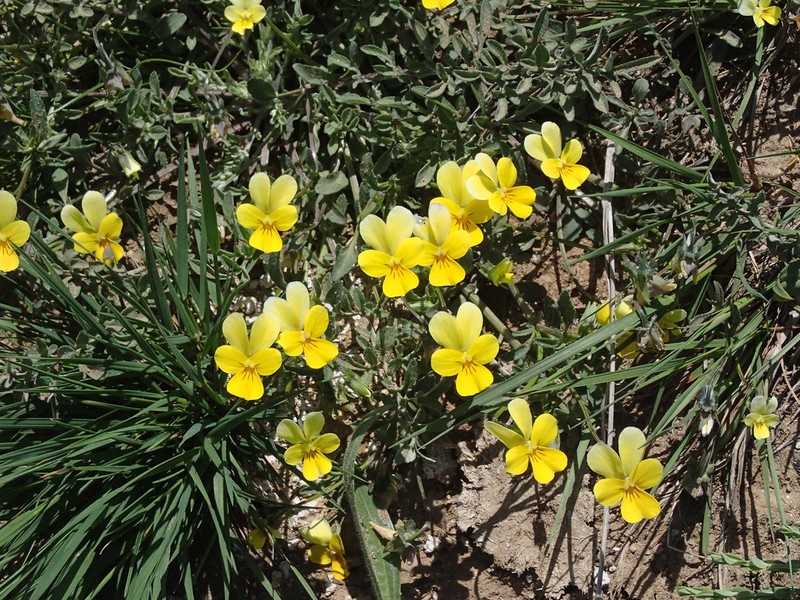 Viola rhodopeia photo 5