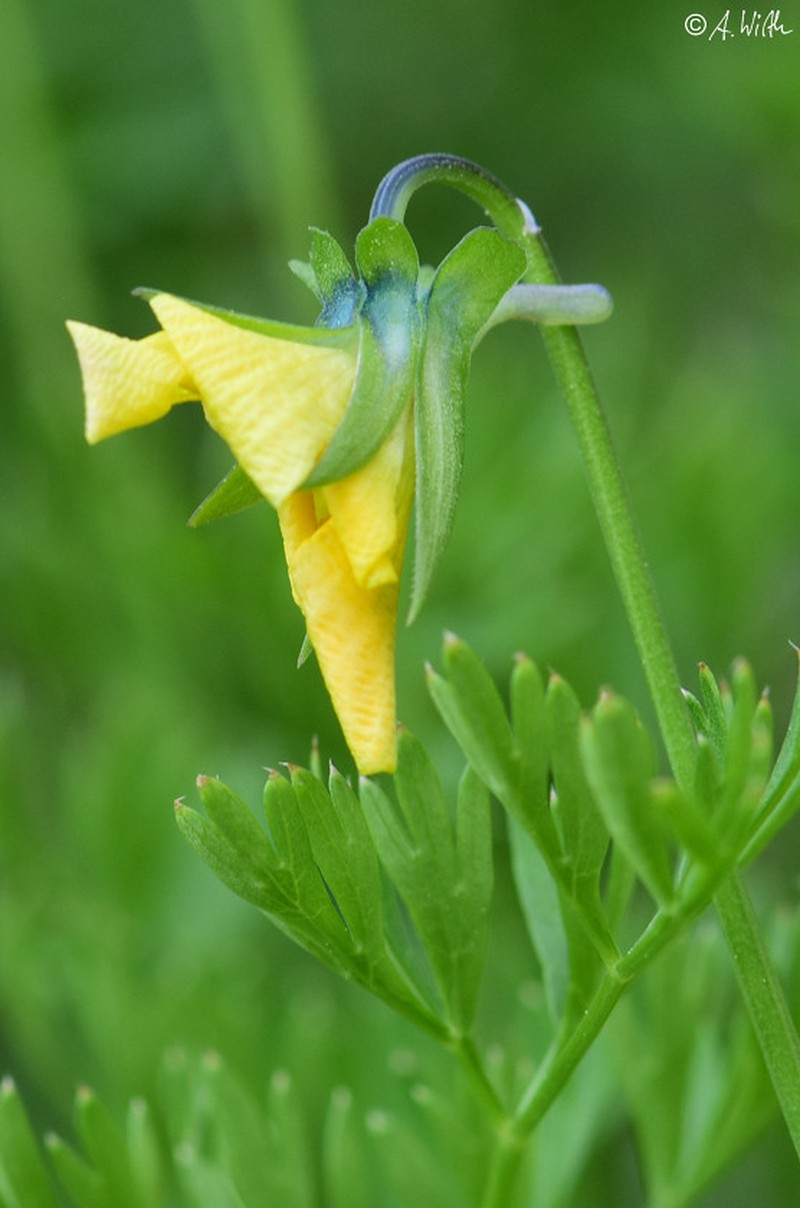 Viola rhodopeia photo 6
