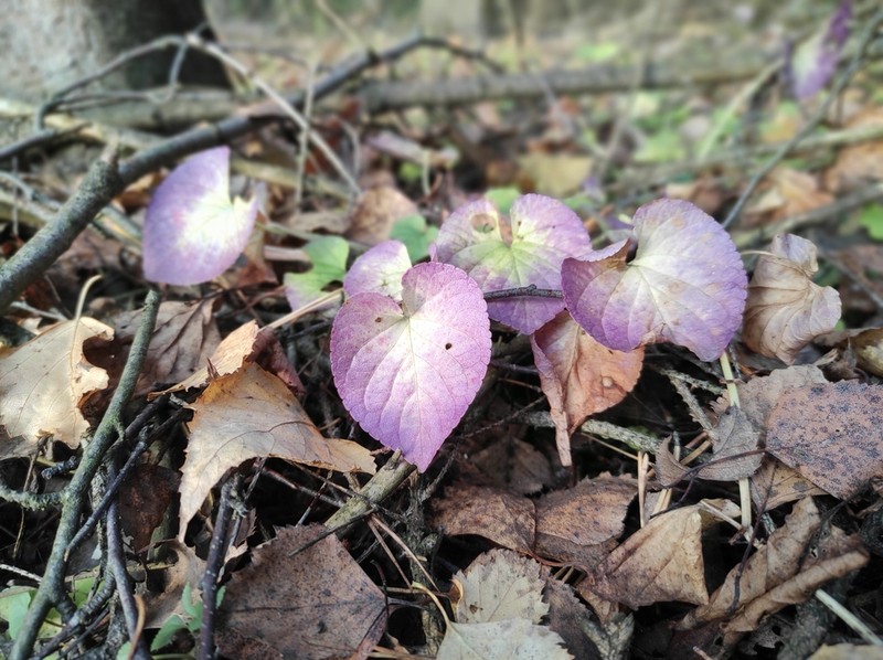 Viola riviniana photo 2