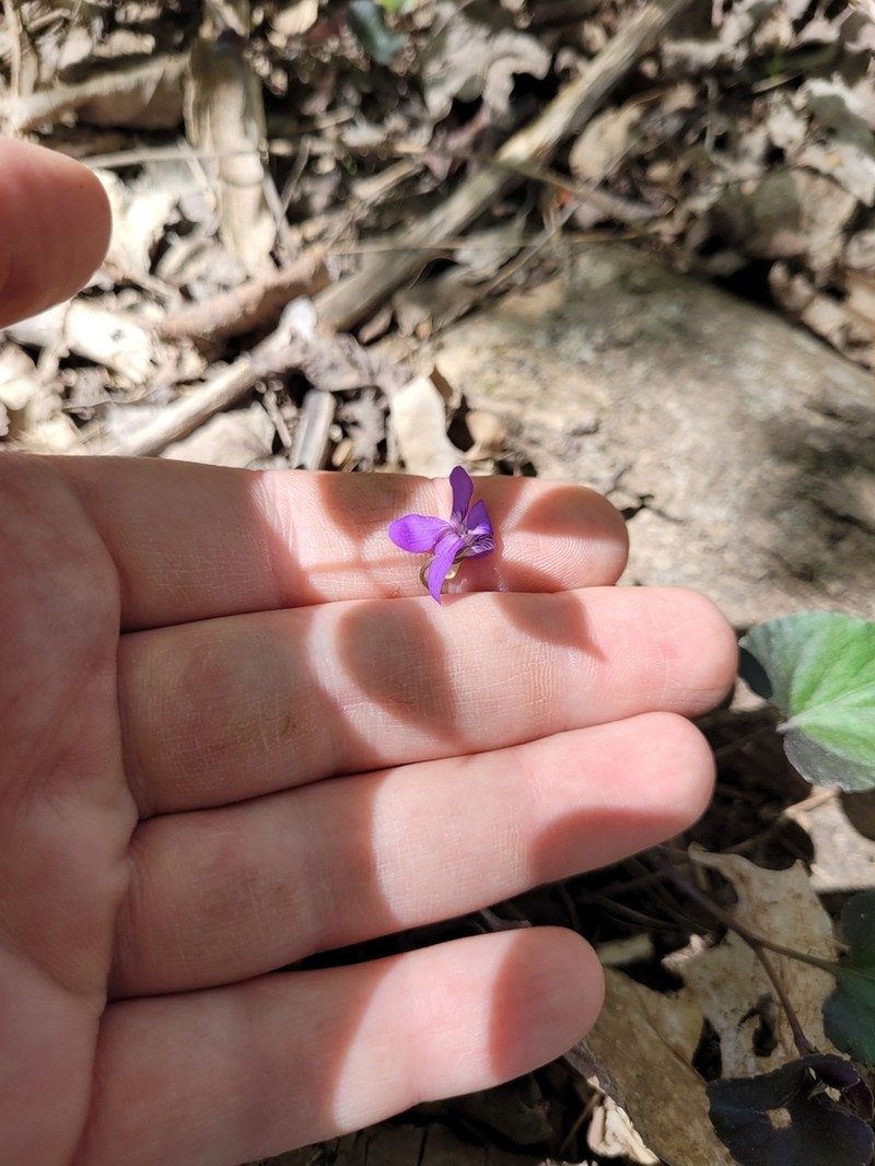 Viola riviniana photo 3