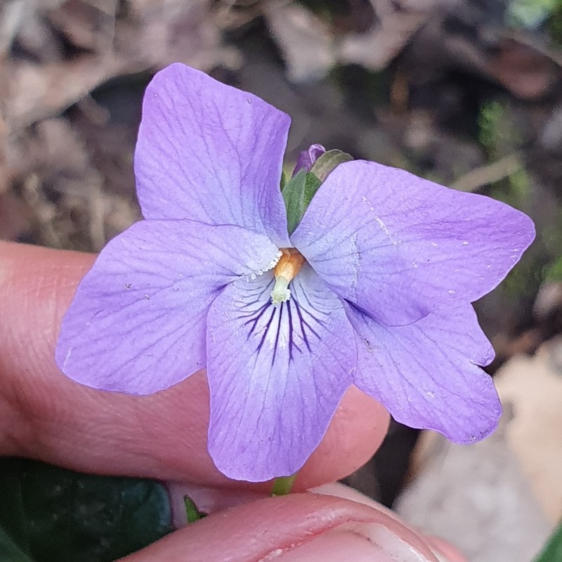 Viola riviniana photo 4