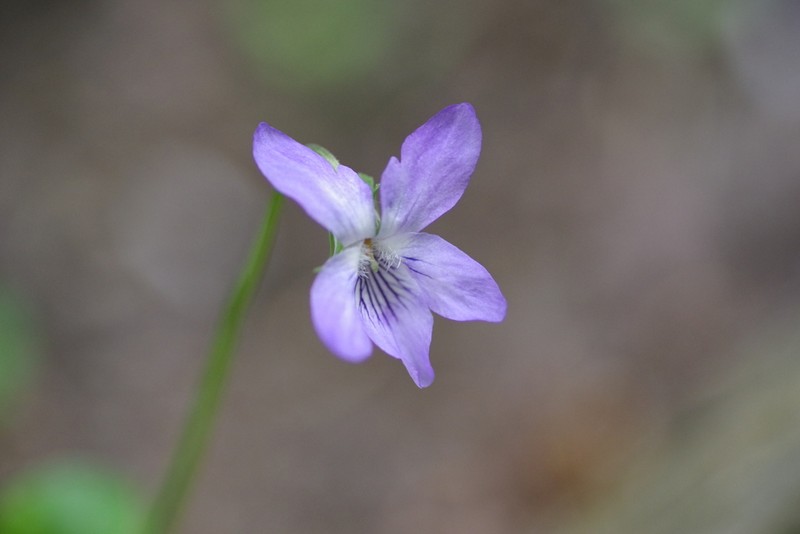 Viola riviniana photo 5