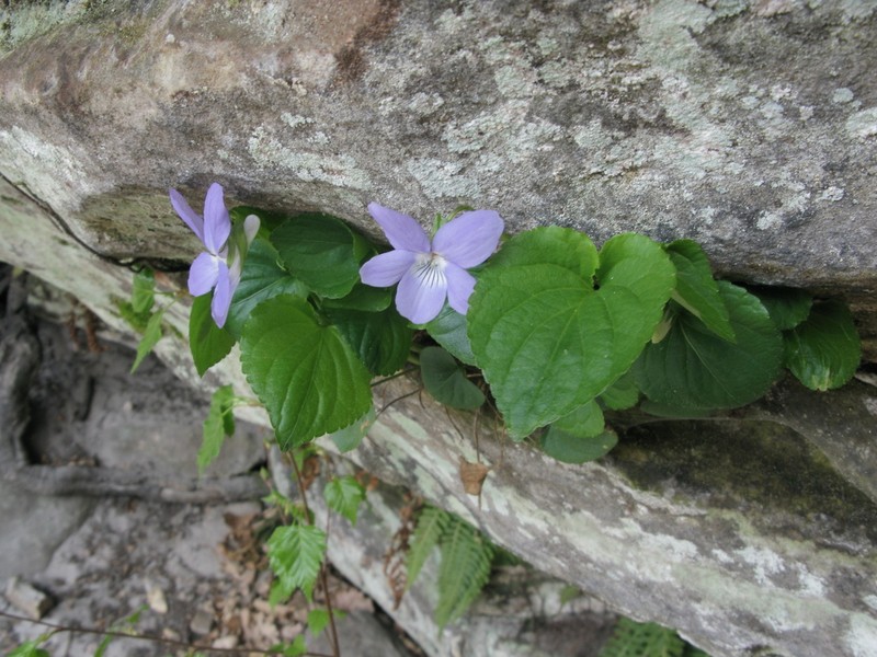 Viola riviniana photo 6