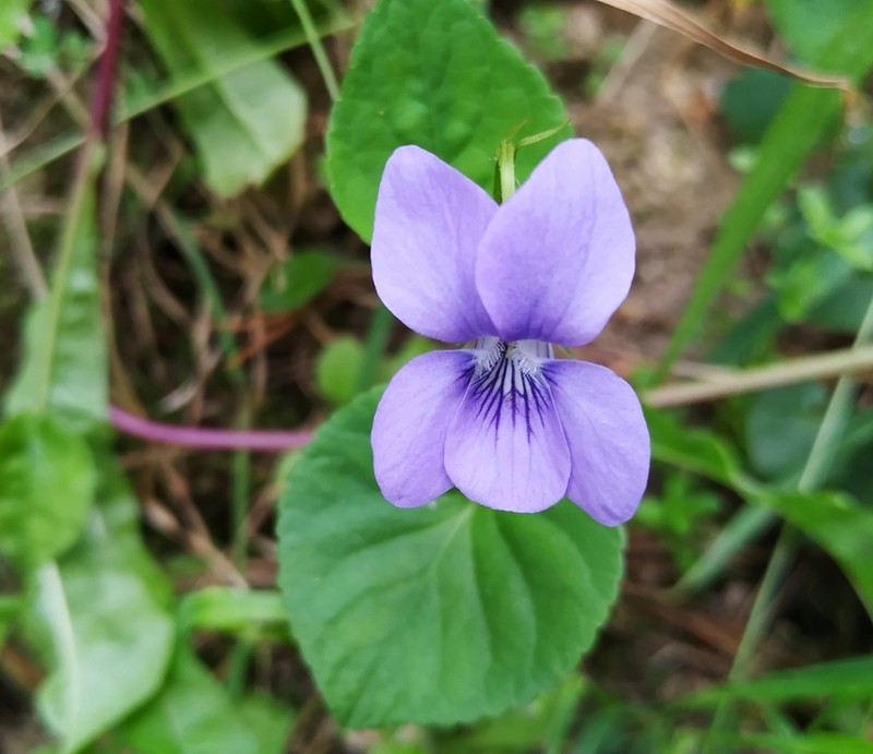 Viola riviniana photo 7