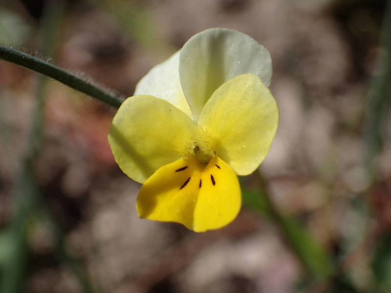 Viola roccabrunensis photo 2