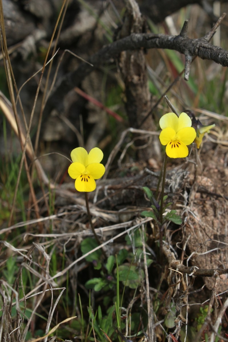 Viola roccabrunensis photo 3