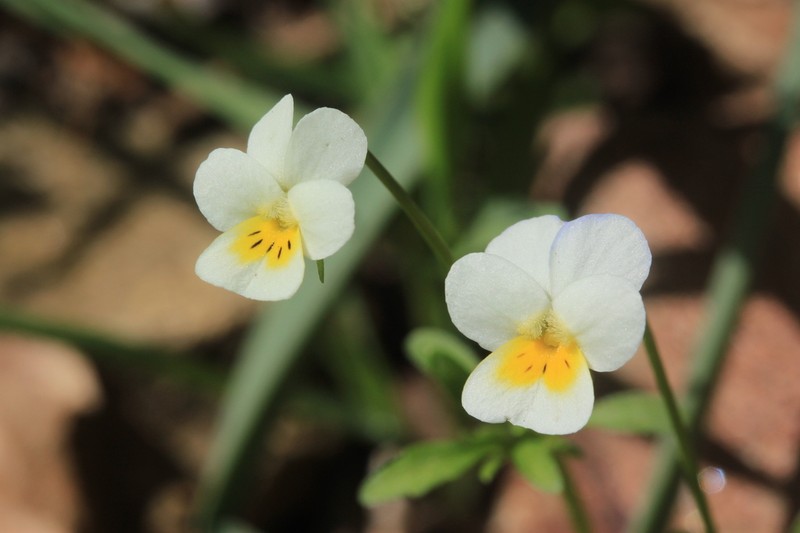 Viola roccabrunensis photo 4