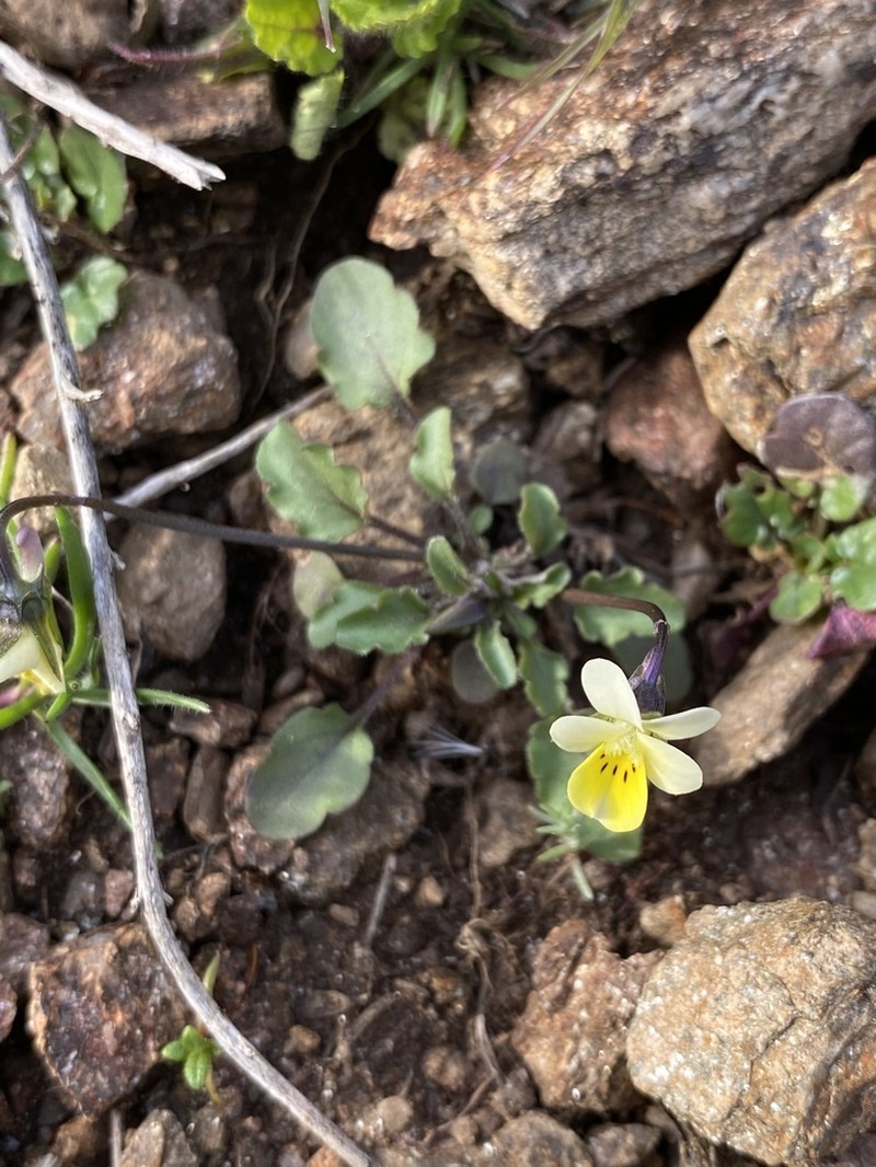 Viola roccabrunensis photo 5