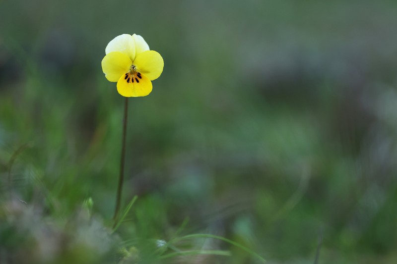 Viola roccabrunensis photo 6