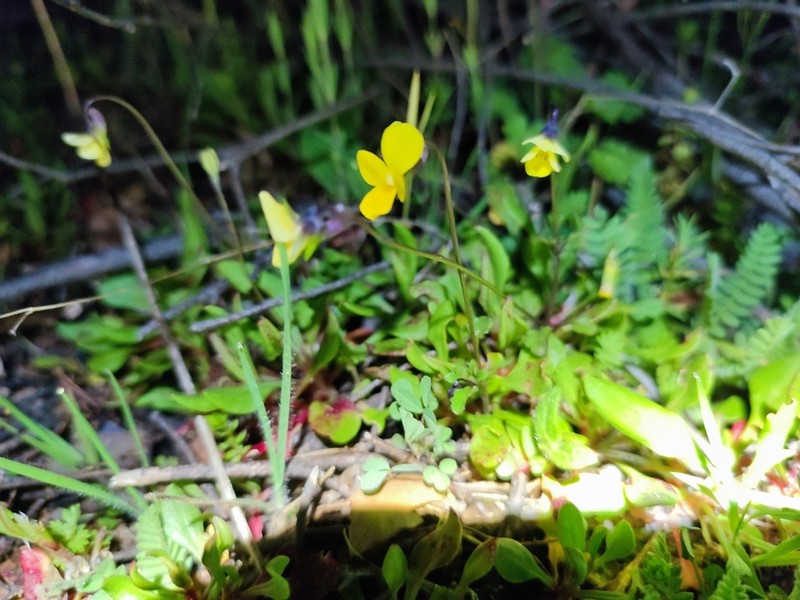 Viola roccabrunensis photo 7