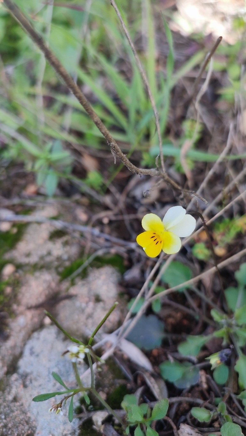 Viola roccabrunensis photo 8