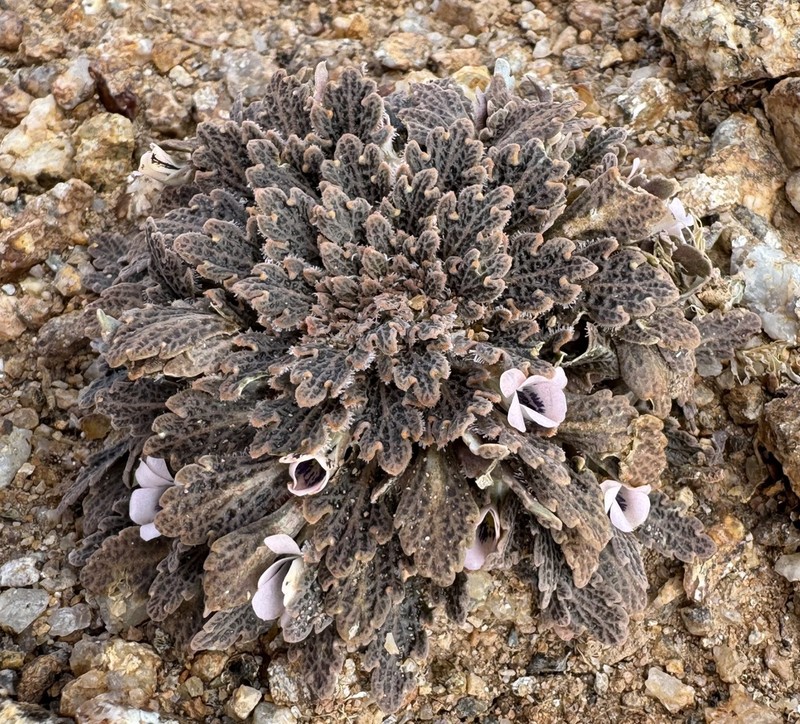 Viola rodriguezii