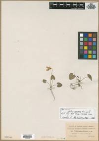 Viola rosacea