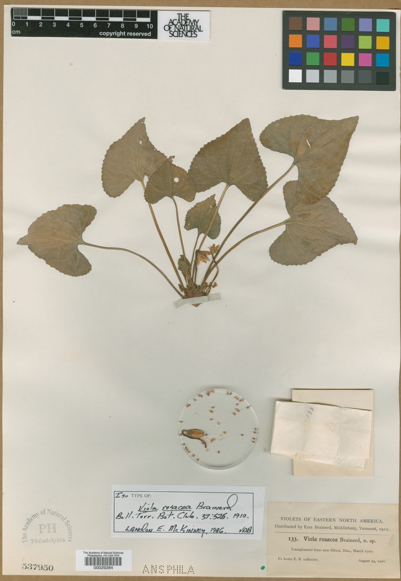 Viola rosacea photo 2