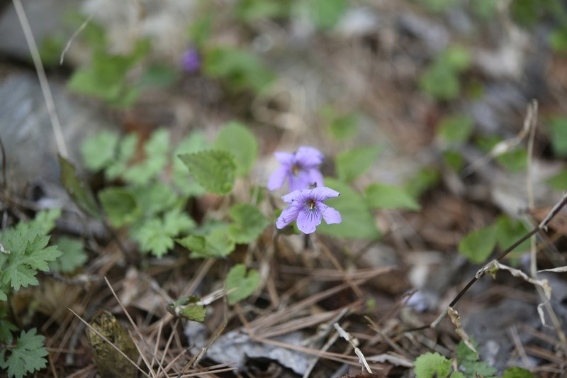 Viola rossii photo 2
