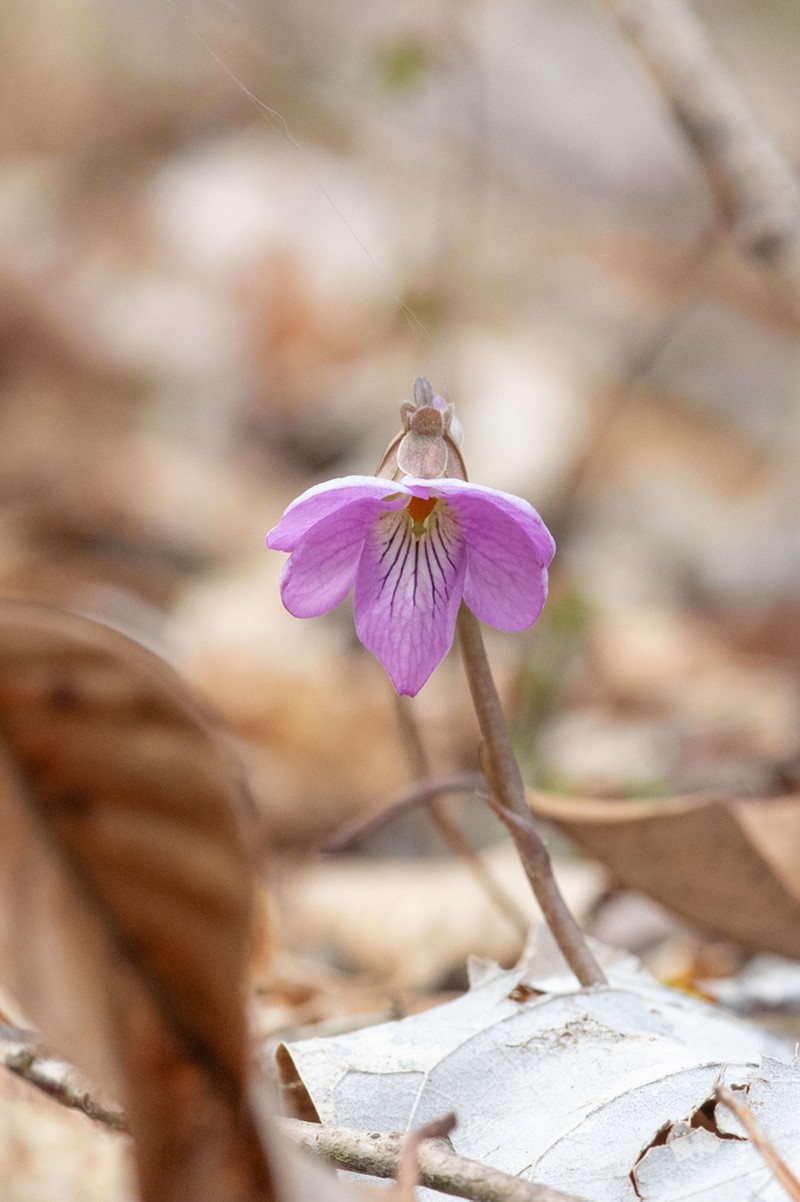 Viola rossii photo 3