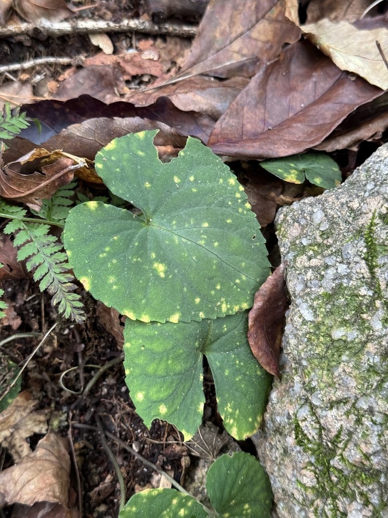 Viola rossii photo 5