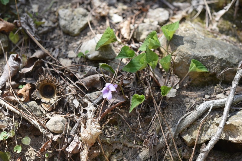 Viola rossii photo 6