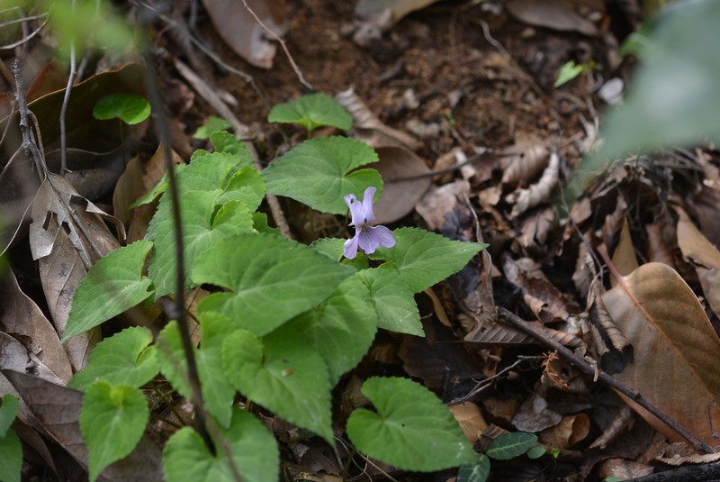 Viola rossii photo 7