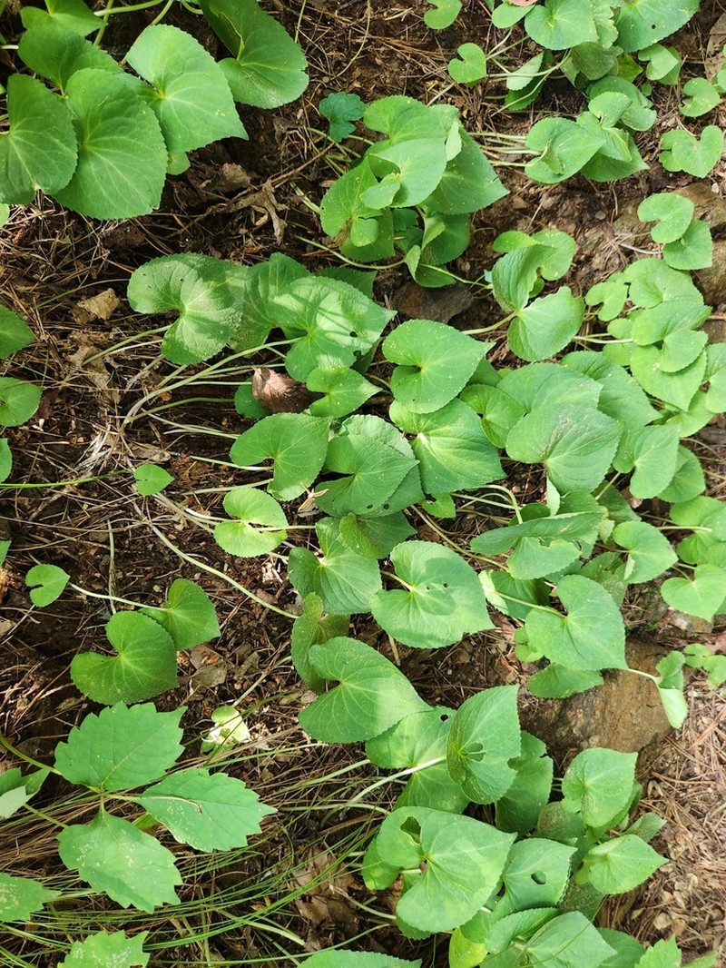 Viola rossii photo 8