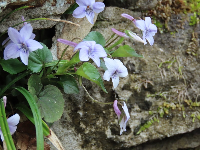 Longspur Violet photo 2