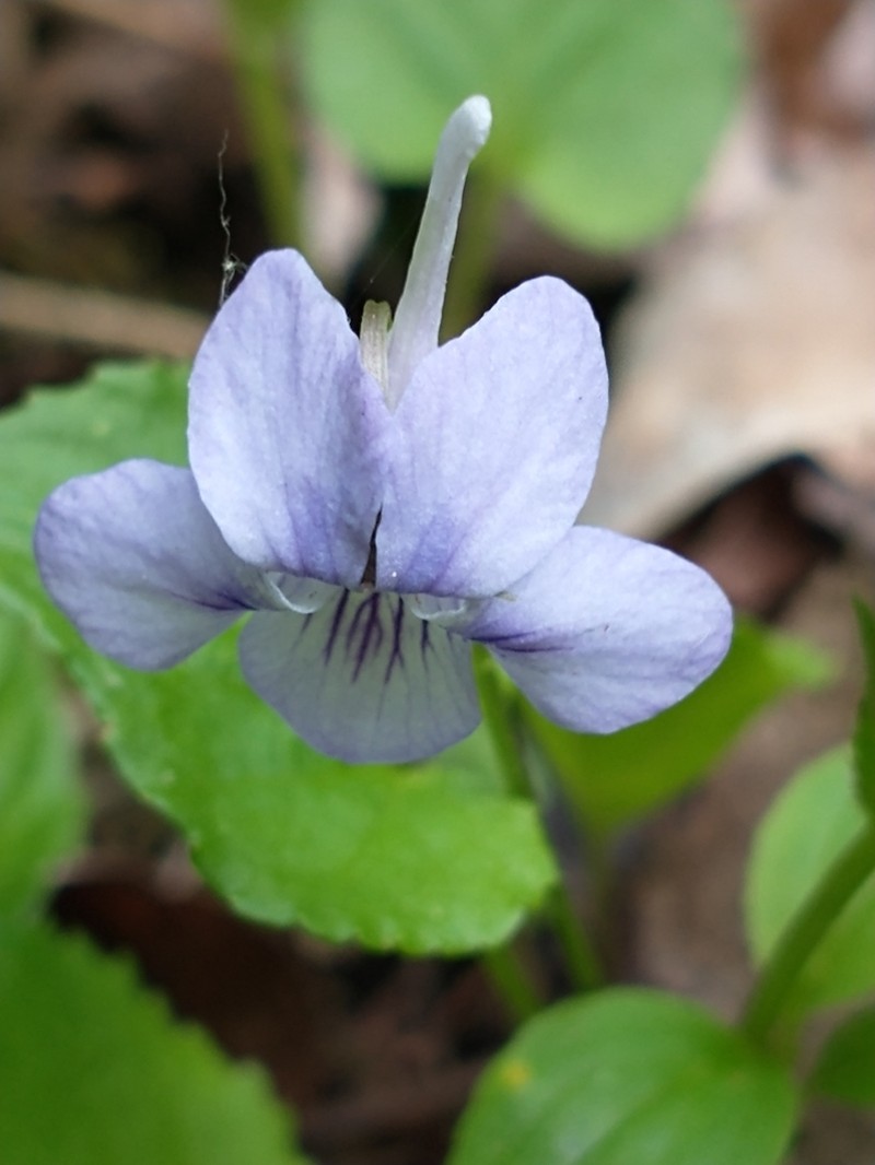 Longspur Violet photo 3