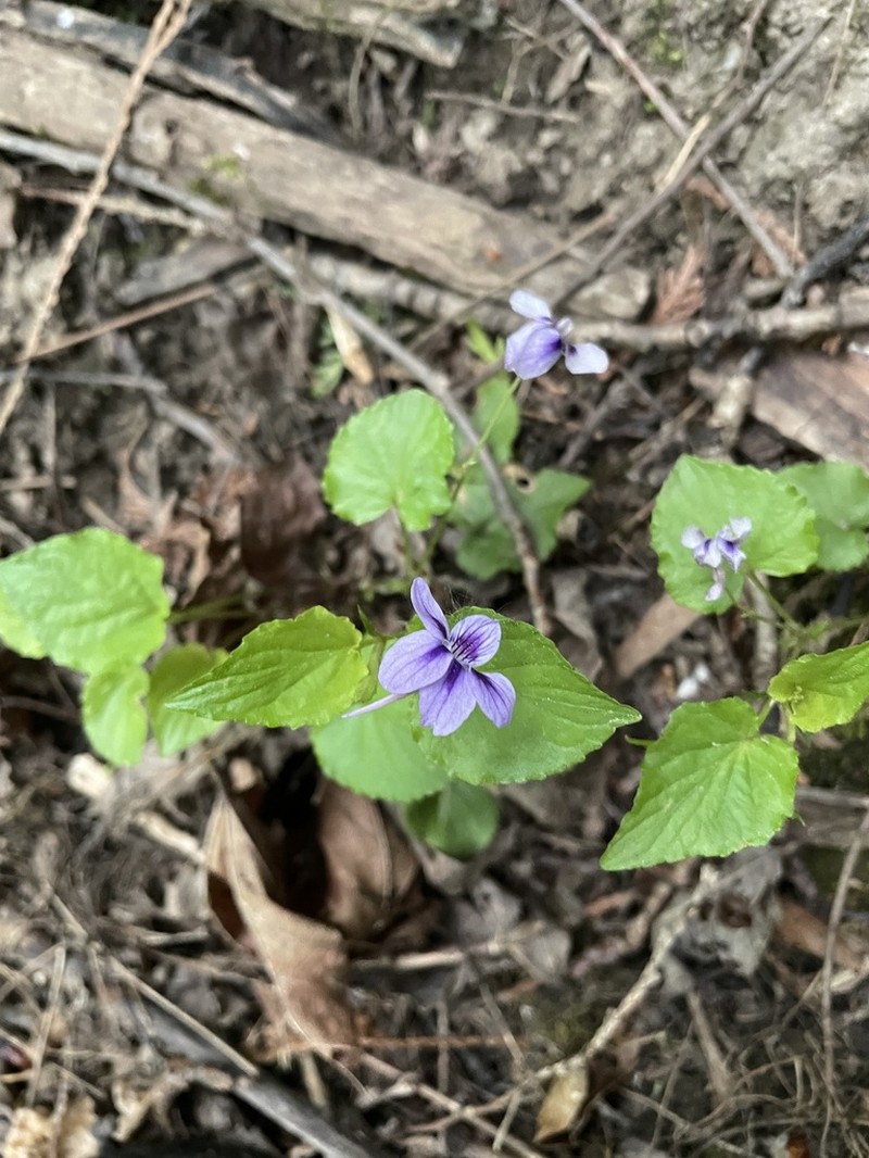 Longspur Violet photo 4