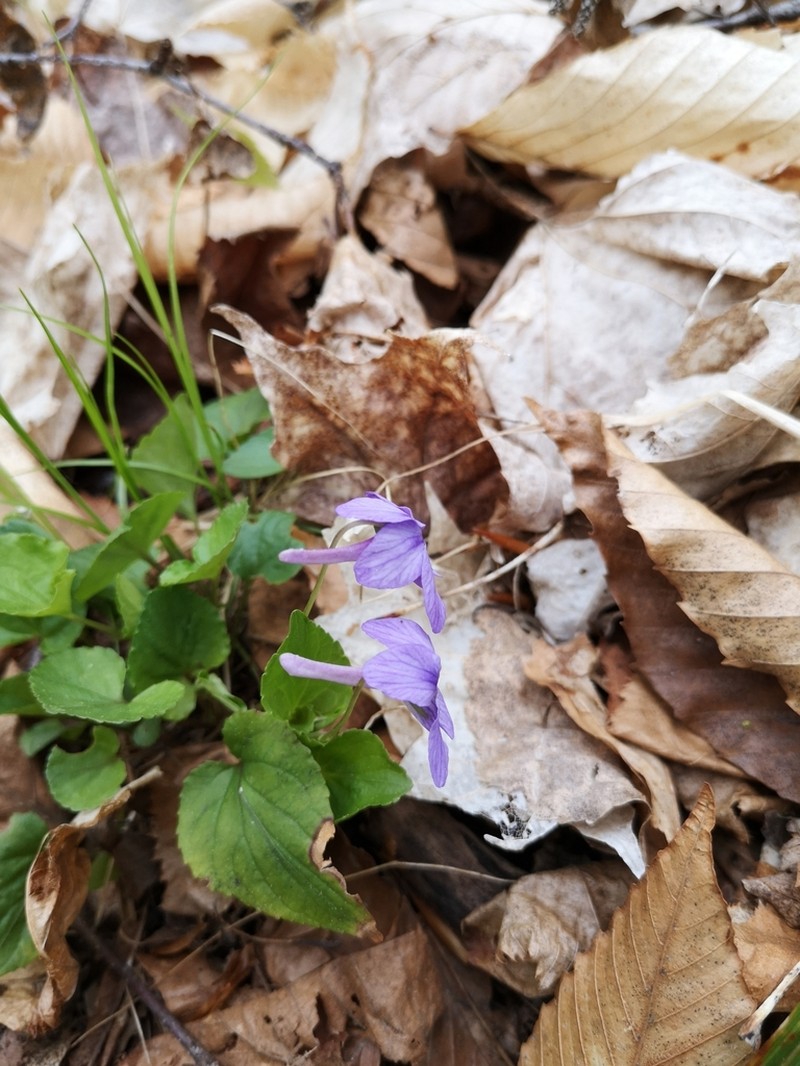 Longspur Violet photo 5