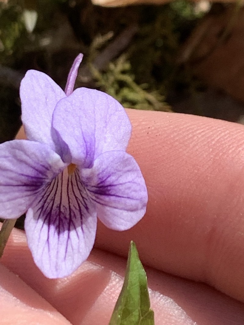 Longspur Violet photo 7