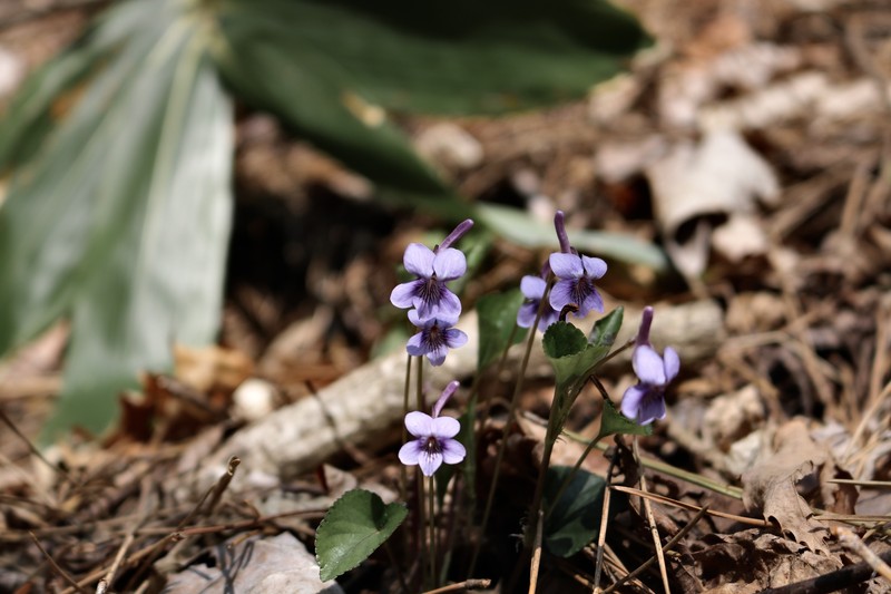 Viola rostrata var. japonica