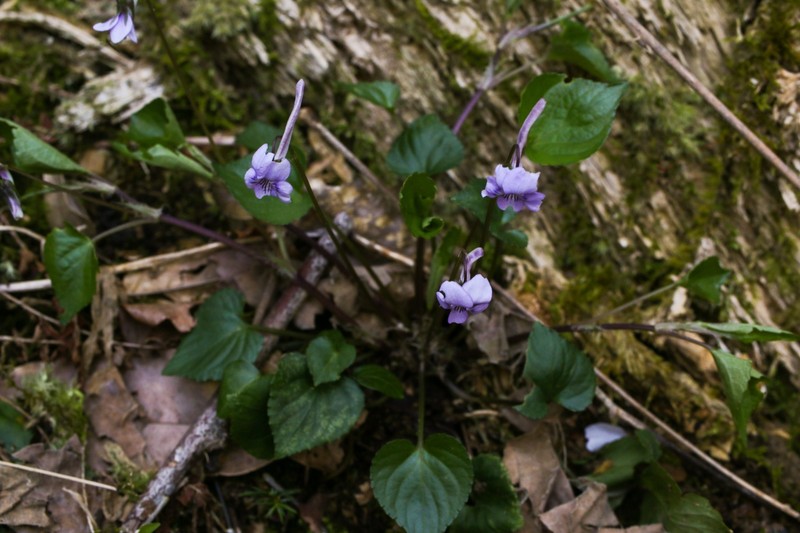 Viola rostrata var. japonica photo 2