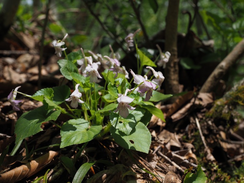 Viola rostrata var. japonica photo 3