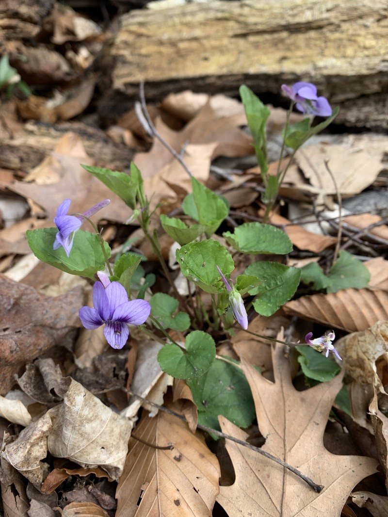 Viola rostrata var. rostrata