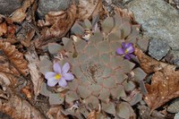 Viola rosulata
