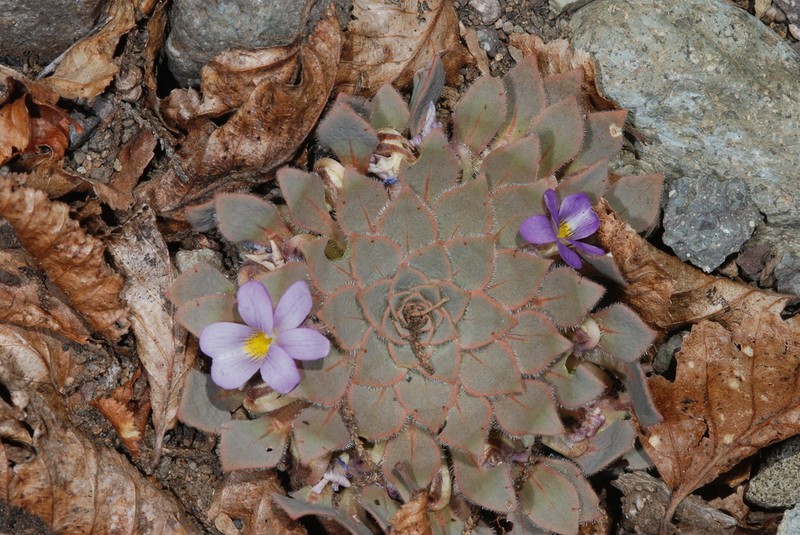 Viola rosulata