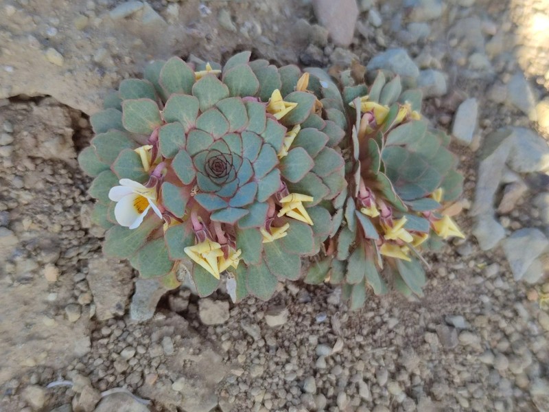 Viola rosulata photo 2