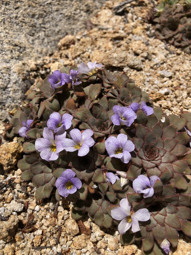 Viola rosulata photo 3