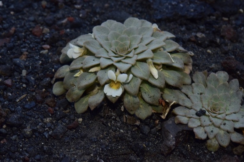 Viola rosulata photo 4
