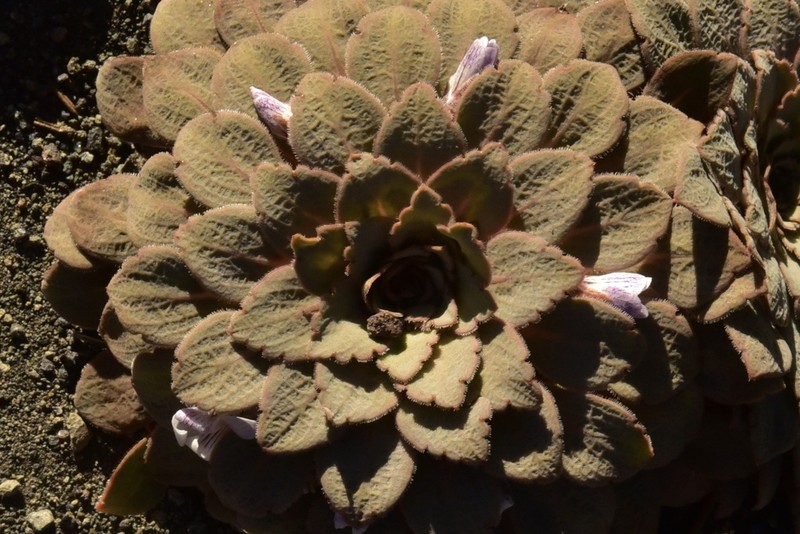 Viola rosulata photo 5