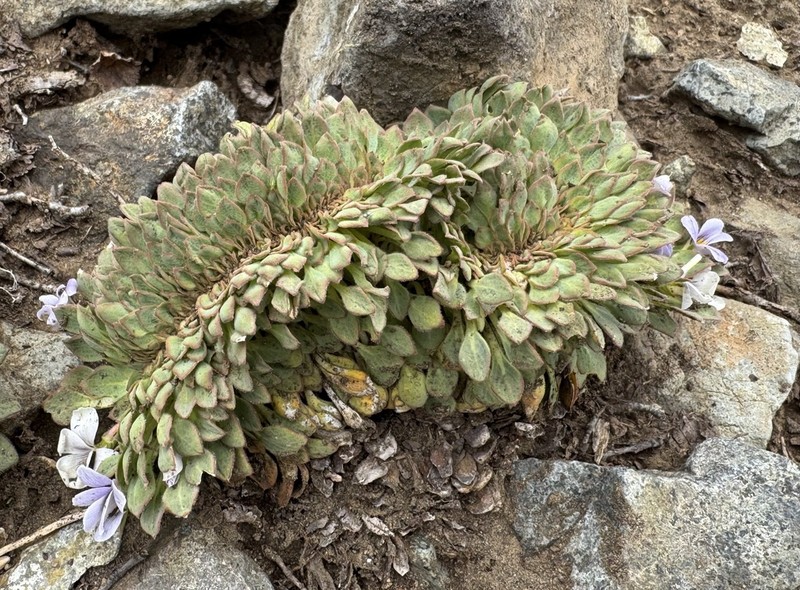 Viola rosulata photo 6
