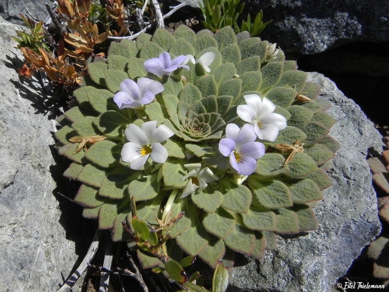 Viola rosulata photo 7