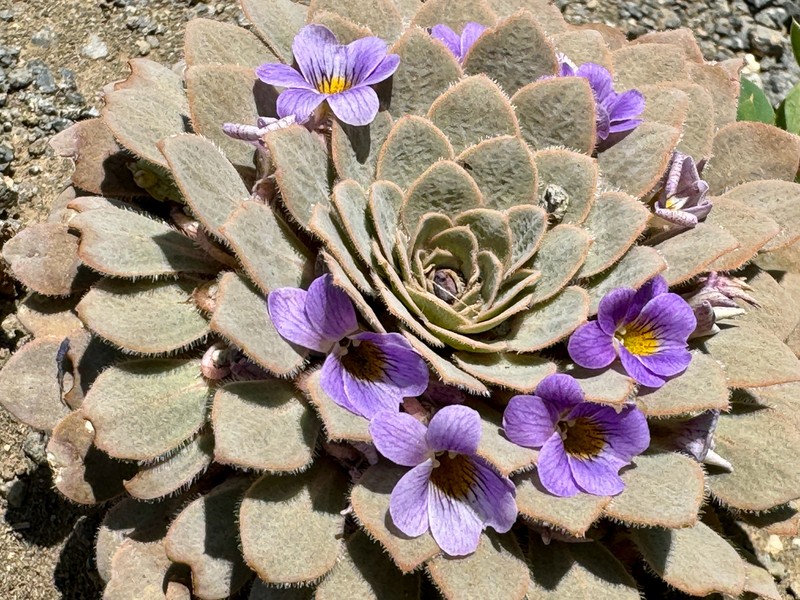 Viola rosulata photo 8