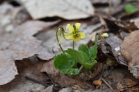 Roundleaf Yellow Violet