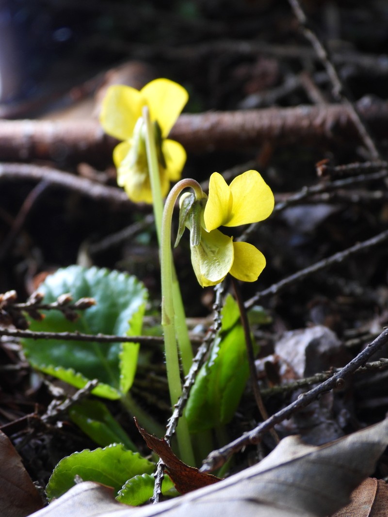 Roundleaf Yellow Violet photo 2
