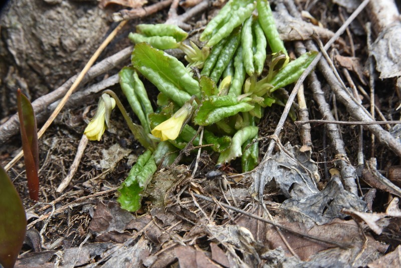 Roundleaf Yellow Violet photo 3