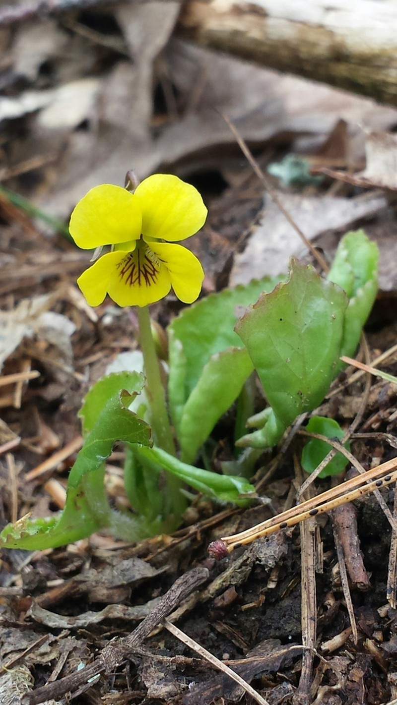 Roundleaf Yellow Violet photo 4