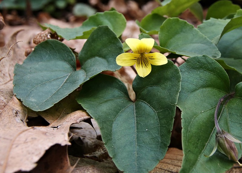 Roundleaf Yellow Violet photo 5