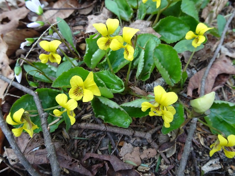 Roundleaf Yellow Violet photo 6